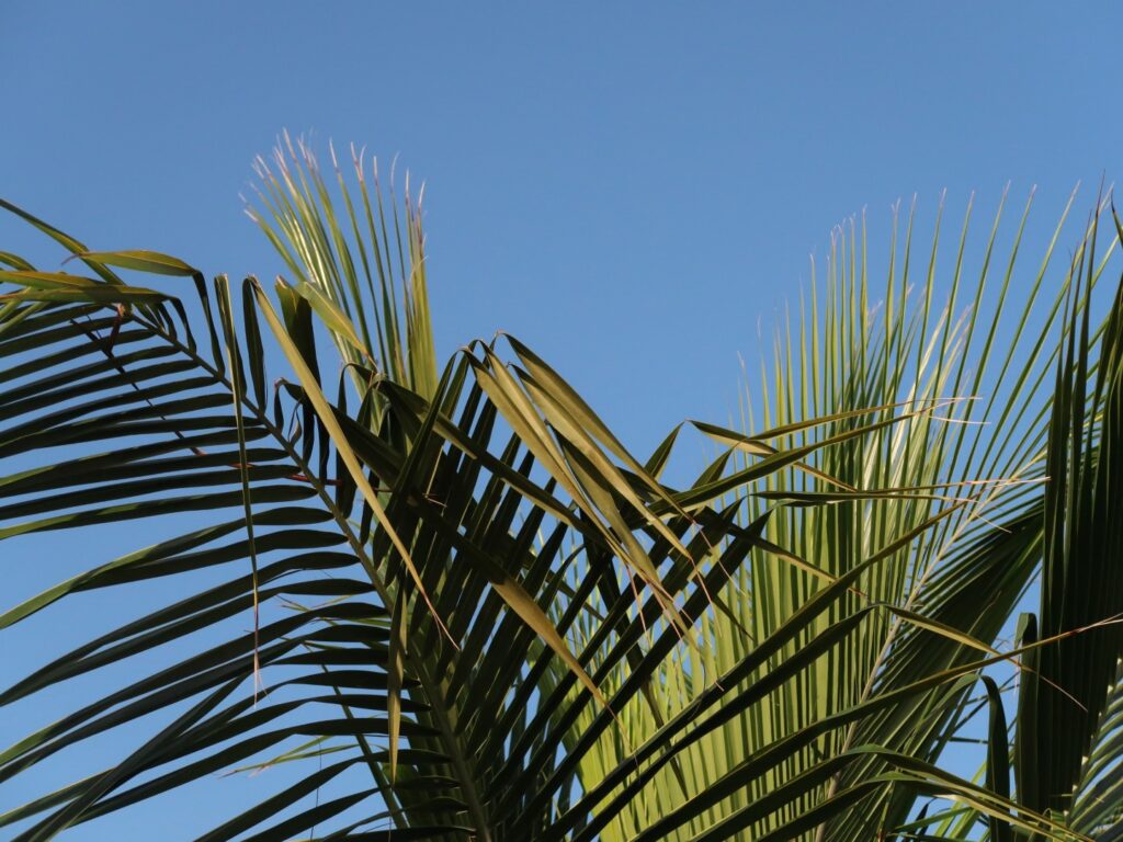 hitte, blauwe lucht, palm
